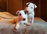 Bull Terrier Miniature Lof a vendre
