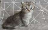Chatons Maine coon disponibles