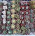 Cactus et Succulentes (06.93.10.74.91)
