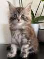 Adorable chaton Maine coon mle loof