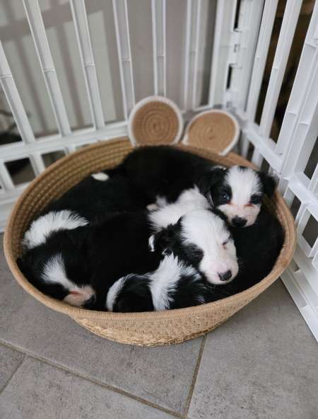 Border collie