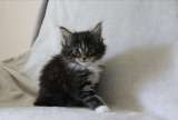 Adorable chaton maine coon femelle  donner