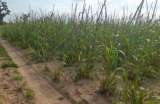 Terrain agricole de 3 hectares vers Tassette