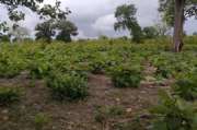 Terrain agricole de 5505 m² vers Niamone