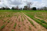 Terrain agricole 1,55 ha vers Notto Diobass