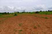 Terrain agricole de 6797 m² vers Notto Diobass