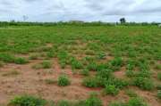 Terrain agricole de 1,03 ha vers Notto Diobass