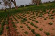 Terrain agricole de 1,50 ha vers Notto Diobass