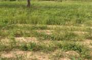 Terrain agricole de 4 ha vers Diamniadio