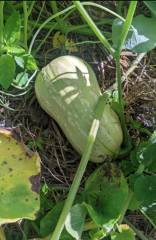Pour Femmes � courgettes