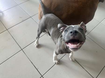 Jeune staffie a vendre