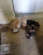 donne chatons sevr�s