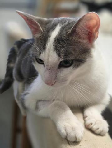 Adorable loulou � l'adoption