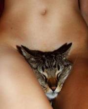 Service de broute minou