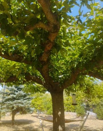 Pensez a tailler vos arbres avant l hiver