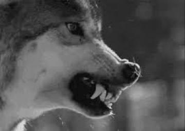 Cherche Chiens et Loups 💘