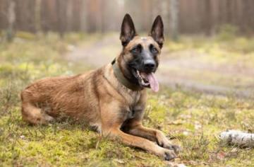 Recherche � balader chien sur ch�teau-renault