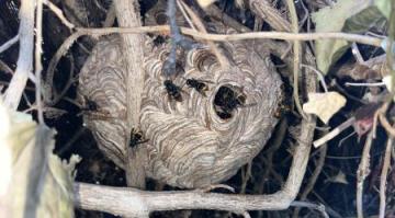 Intervenant, Guepes et frelons