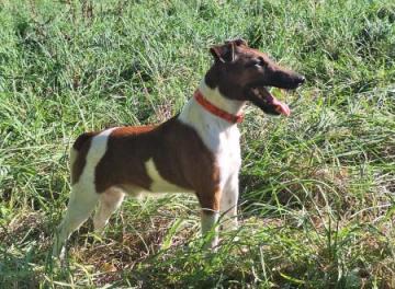 Fox terrier poil lisse